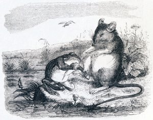 The Frog and the Rat - Fables by La Fontaine