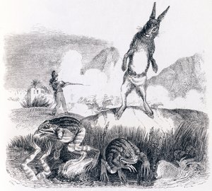 The hare and the frogs - Fables by La Fontaine by Grandville