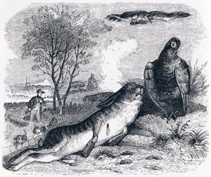 The Hare and the Partridge - Fables by La Fontaine