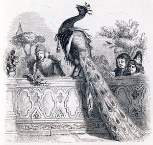 The Peacock Complaining to Juno - Fables by La Fontaine by Grandville