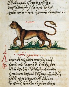 Treatise on Lion, text and miniature from De animalium natura et proprietate libellus, by Aelianus (2nd-3rd century AD)