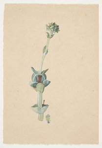 Study of a Flower by Gudrun Traustedt