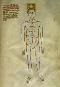 Anatomy and surgical boards: localization of male organs by Guido da Vigevano da Pavia