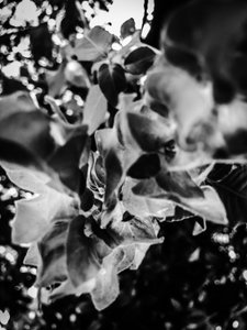 Flower No. 12