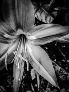 Flower No. 14
