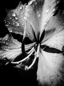 Flower No. 19