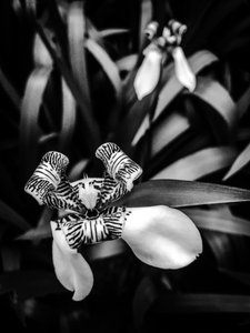 Flower No. 1