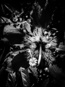 Flower No. 20