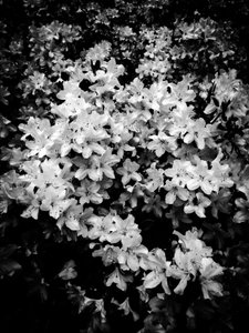 Flower No. 2