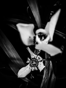 Flower No. 31