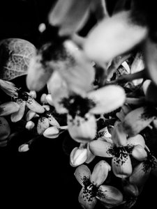 Flower No. 34 by Guilherme Pontes