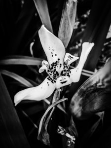 Flower No. 35