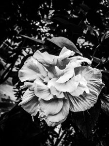 Flower No. 39