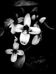 Flower No. 51