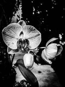 Flower No. 5, 2025 by Guilherme Pontes
