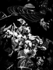 Flower No. 6, 2025