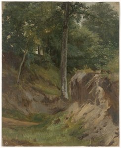 Dry Stream in the Forest
