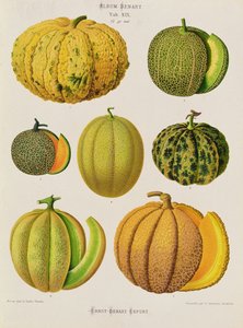 Melons: Tab. XIX, from the Album Benary by Guillaume Severeyns