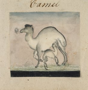 Mother Camel and Her Calf by Gungaram Tambat