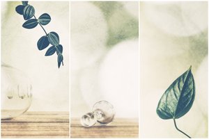 Botanical Green Serenity by Gustav Davidsson