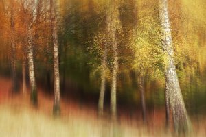 Golden Birch Forest by Gustav Davidsson