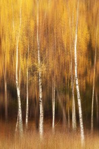 Golden Birch Forest by Gustav Davidsson
