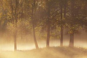 Golden Morning Mist by Gustav Davidsson
