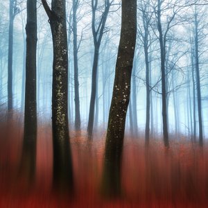 Misty Forest Dream by Gustav Davidsson