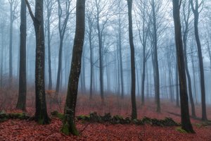 Misty Forest Path