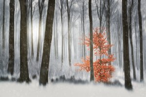 Orange Tree Winter Forest by Gustav Davidsson
