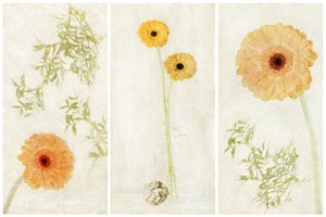 Soft Gerbera Triptych by Gustav Davidsson