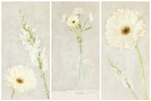 Soft White Blooms by Gustav Davidsson