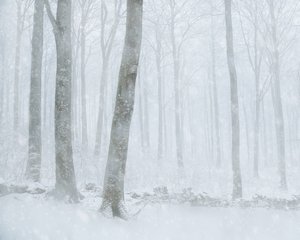 Winter Snowfall Forest by Gustav Davidsson