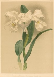 Cattleya Mendelii Quorndon House Var. by Gustav Leutzsch after Henry George Moon