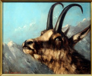 Head of Chamois
