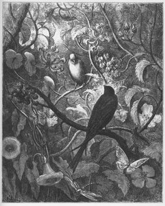 Philomele and Progne - from "Fables" by Jean de La Fontaine by Gustave Dore