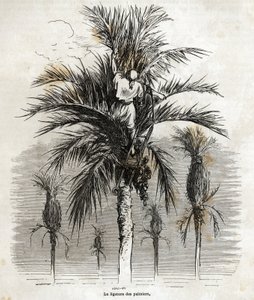 The ligation of the palm trees in Elche, with the aim of preserving the whiteness, in order to braid them, drawing by Gustave Dore, to illustrate his journey to Spain, in 1862, with Ch. Davillier. Engraving in Le tour du monde, edited by Edouard Charton