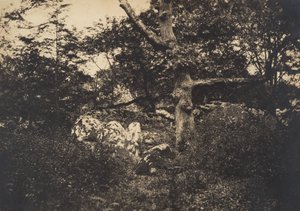 Oak in the Rocks at Fontainebleau by Gustave Le Gray