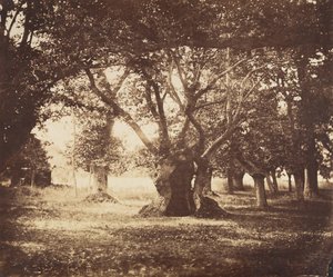 Hollow Oak Tree, Fontainebleau