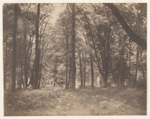 The Forest at Fontainebleau by Gustave Le Gray