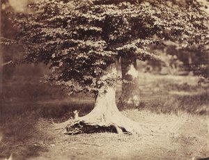 The Beech Tree