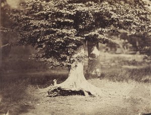 The Beech Tree, c.1855-7 by Gustave Le Gray