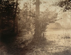 Tree Study, Forest of Fontainebleau by Gustave Le Gray