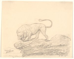 A Lion on a Rock. It Watches a Passing Bird