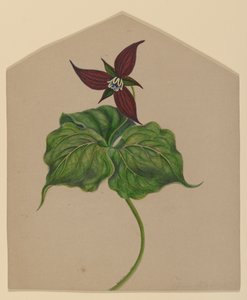 Burgundy Red Flower by H. Lynde