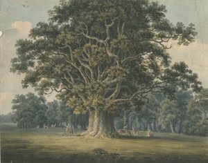 Needwood - Swilcar Oak by H Moore