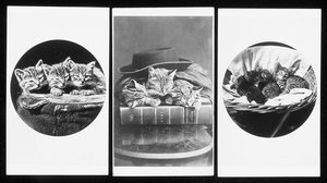 The Brighton Cats, Cartes-de-Visite, 1860s
