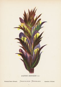 Wild Flowers of the Holy Land: Acanthus Dioscoridis; Oriental Bear