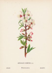 Wild Flowers of the Holy Land: Amygdalus Communis; Almond by Hannah Zeller