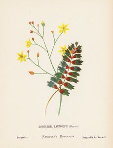 Wild Flowers of the Holy Land: Bongardia Rauwolfii, Meyer; Bongardia by Hannah Zeller